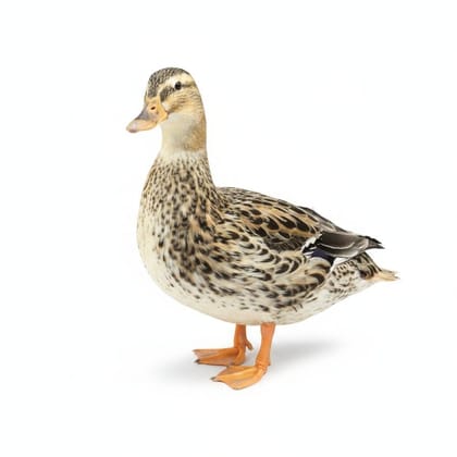 Fresh Duck Meat - 1 kg - One whole fresh duck