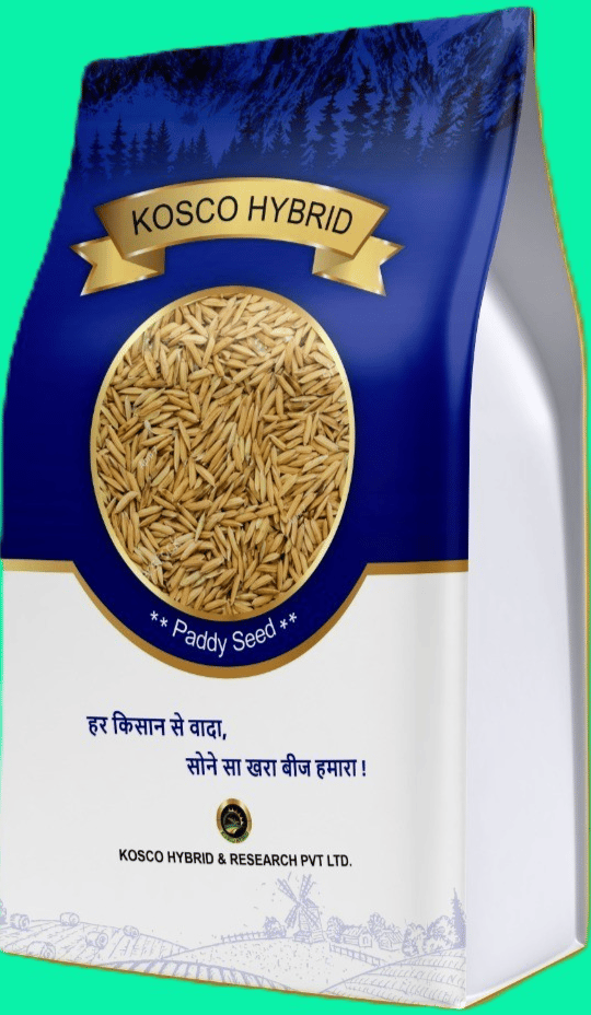 PB 1985 Basmati Paddy Seed – High Yield Variety | Kosco Hybrid
