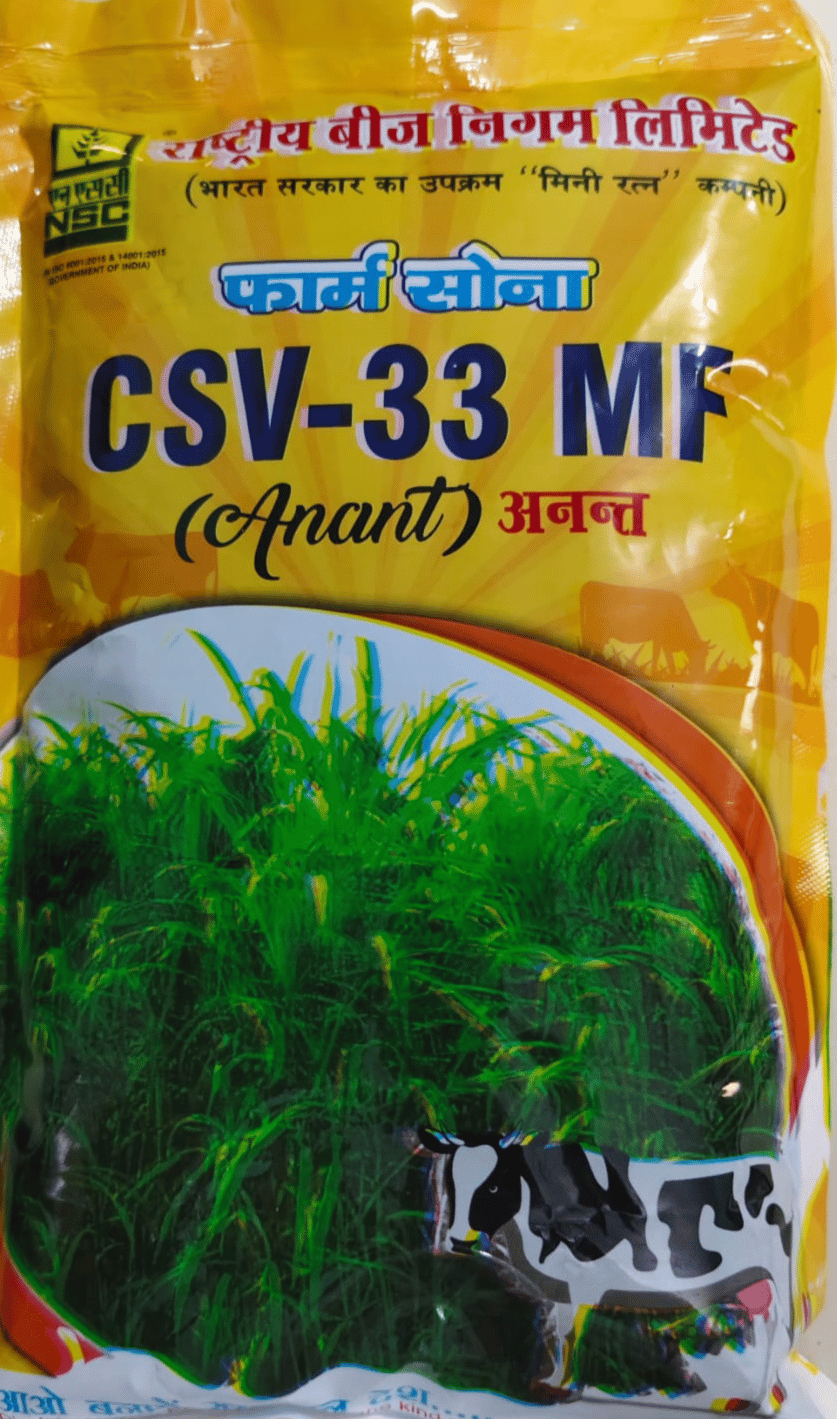 NSC Forage Sorghum, CSV-33 MF (Anant), 500gm of TL seed