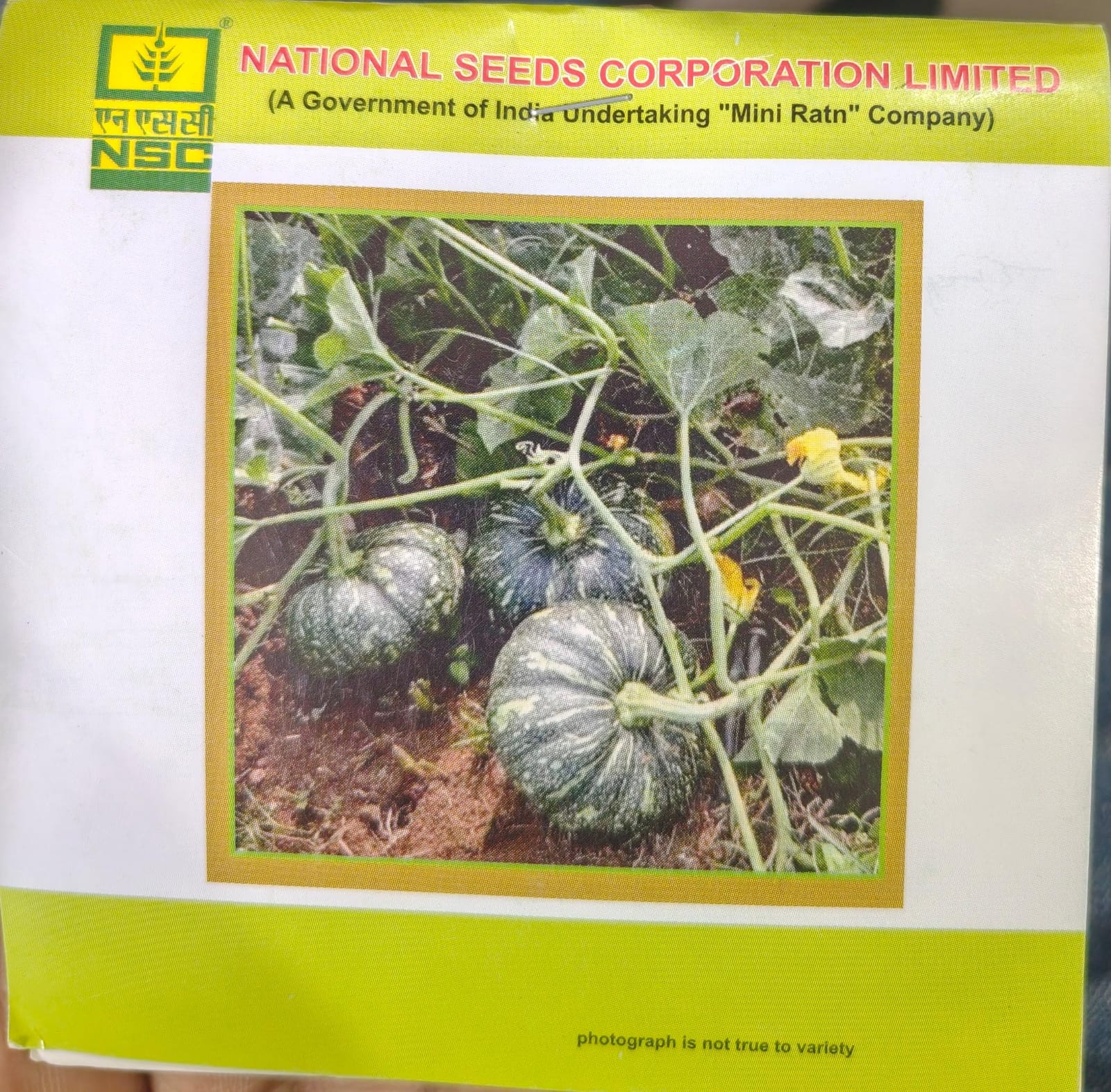 Pumpkin/ Kashi Harit