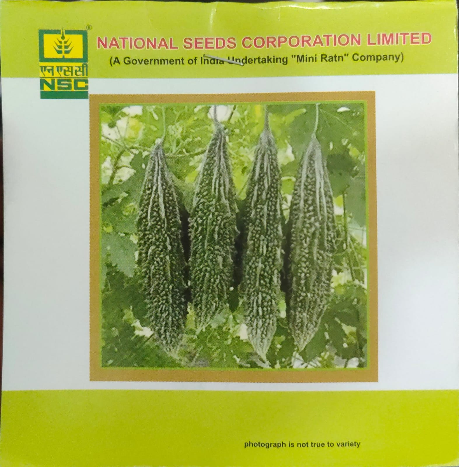 Bitter Gourd Kashi Pratishtha