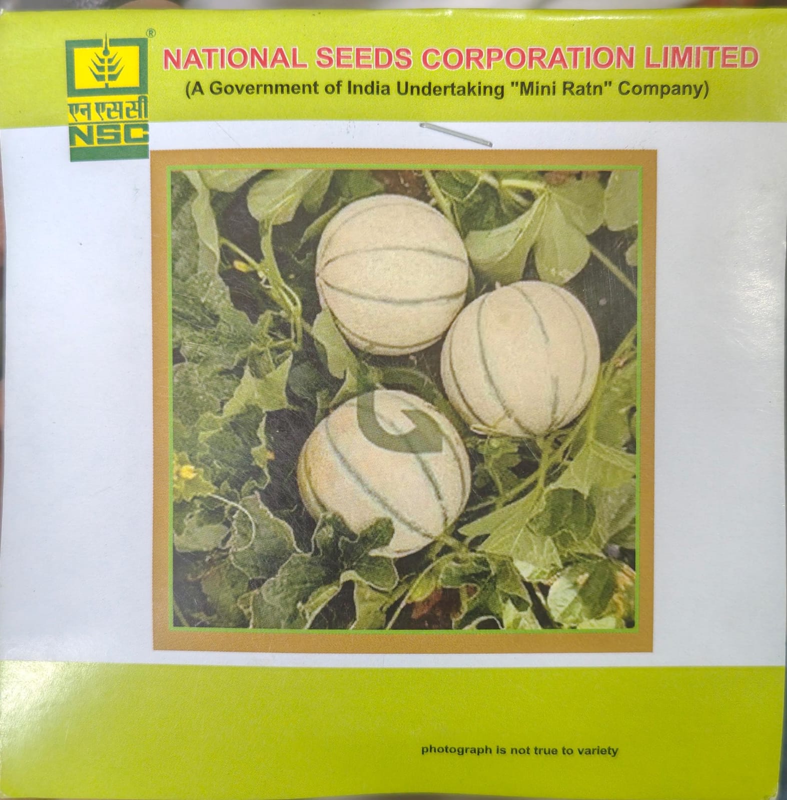 Musk melon/ Kashi Madhu