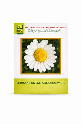 Nsc Chrysanthemum Paludosum White Seeds Nsc Chrysanthemum Paludosum White Seeds