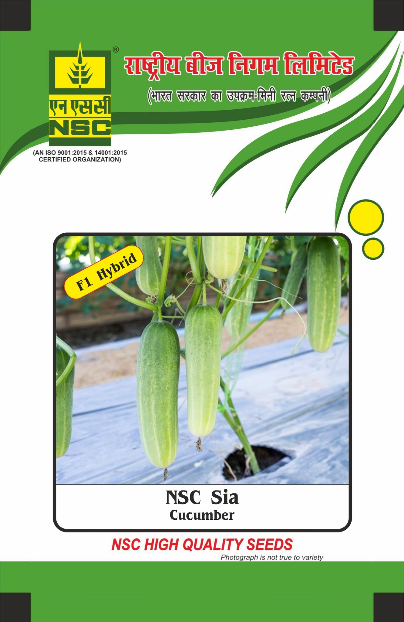 NSC Hybrid Cucumber, Sia, 10 gram seed pouch