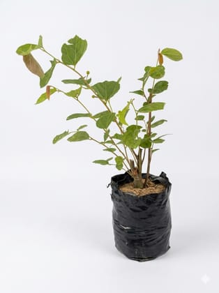 NSC Phalsa Sharbati