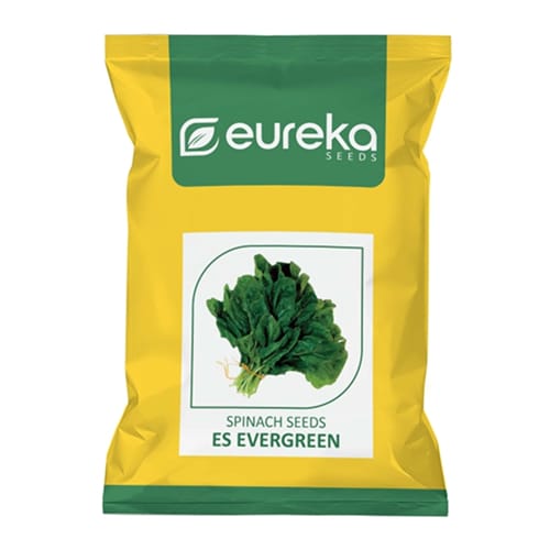 PALAK ES EVERGREEN IMPROVED