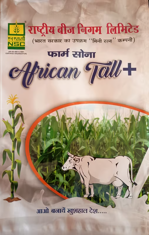 NSC Maize African Tall TL Seed 5 Kg
