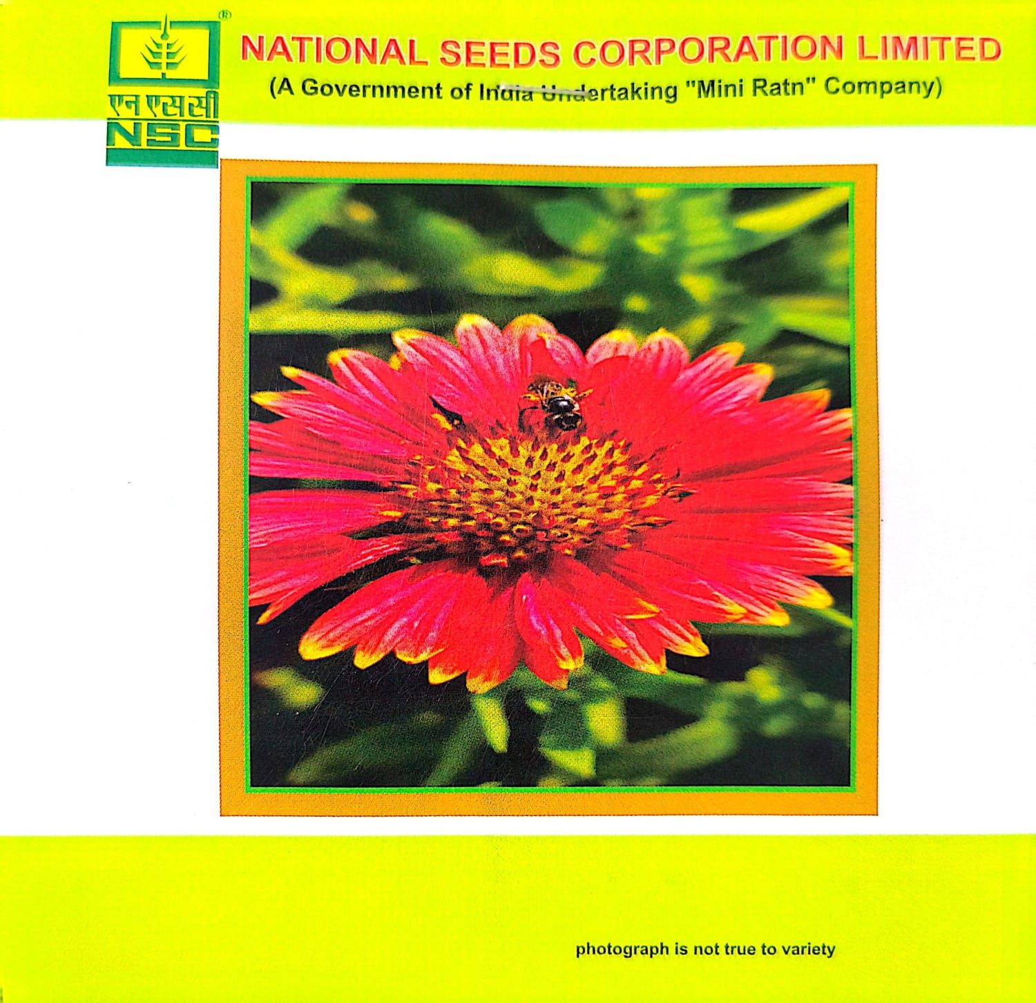 NSC Gaillardia Mix 2 gm Pack