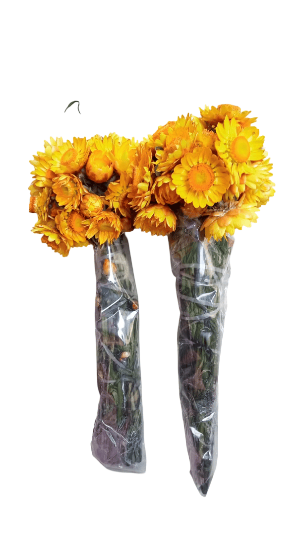 Flower Ever lasting