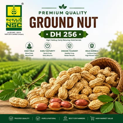 GROUNDNUT DH-256 CS PODS-5 KG