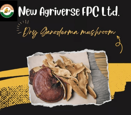 Dry Ganoderma Mushroom 50 gm