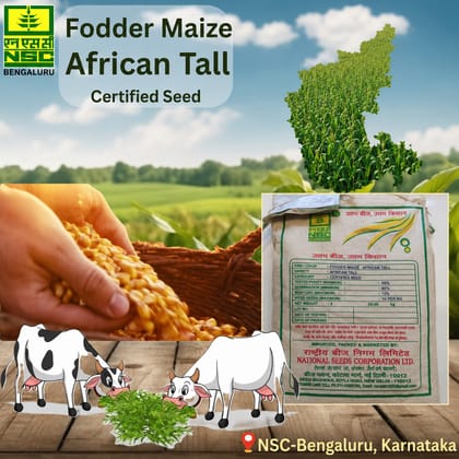 Nsc fodder maize - african tall (a.tall) certified seeds: 5 kgs