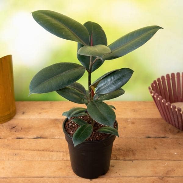 Live Ficus Elastica Burgundy Plant in White Pot