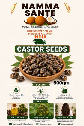 Castor Seeds, Arandi Seeds, Castor Bean Seeds, Ricinus Seeds, Erand Seeds 500gm Castor Seeds, Arandi Seeds, Castor Bean Seeds, Ricinus Seeds, Erand Seeds 500gm