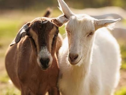 Live Goat - 20 kg - One live goat