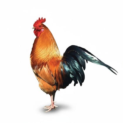 Fresh Poultry Chicken - 1 kg - One whole chicken