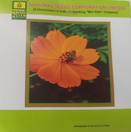NSC Cosmos Dwarf Premium Flower Seed-2 gram