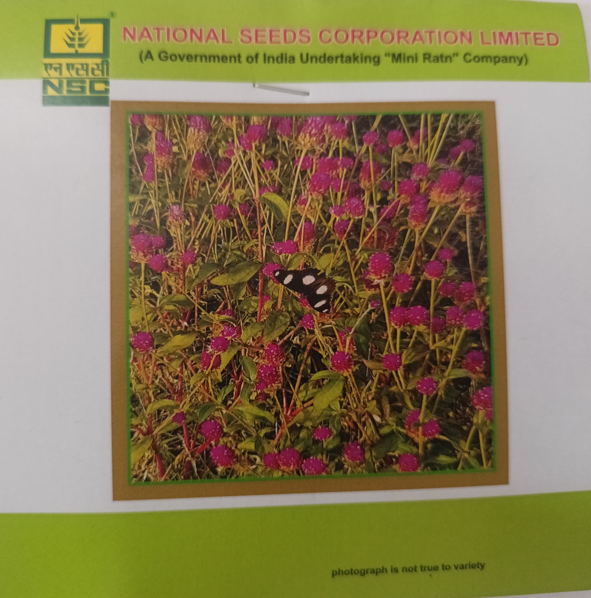 NSC Gomphrena Mix Premium Flower Seed-1 gram 