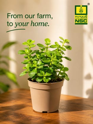 NSC Jade Mini Plant