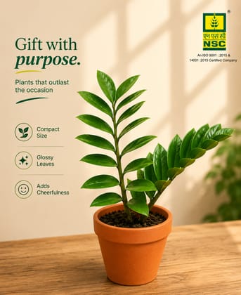 NSC ZZ Plant