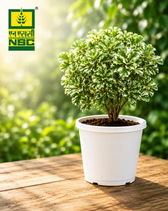 NSC Mini Aralia Plant