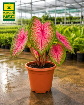 NSC Mini Caladium 