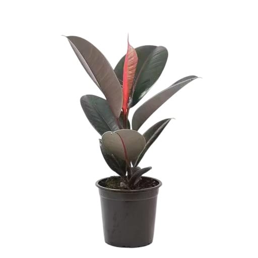 Ficus Elastica 'Burgundy' Potted Rubber Plant (Indoor Live Plant)