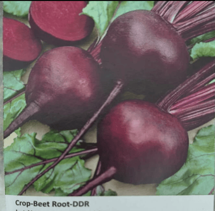 NSC Beetroot-DDR, 100gm NSC Beetroot-DDR, 100gm
