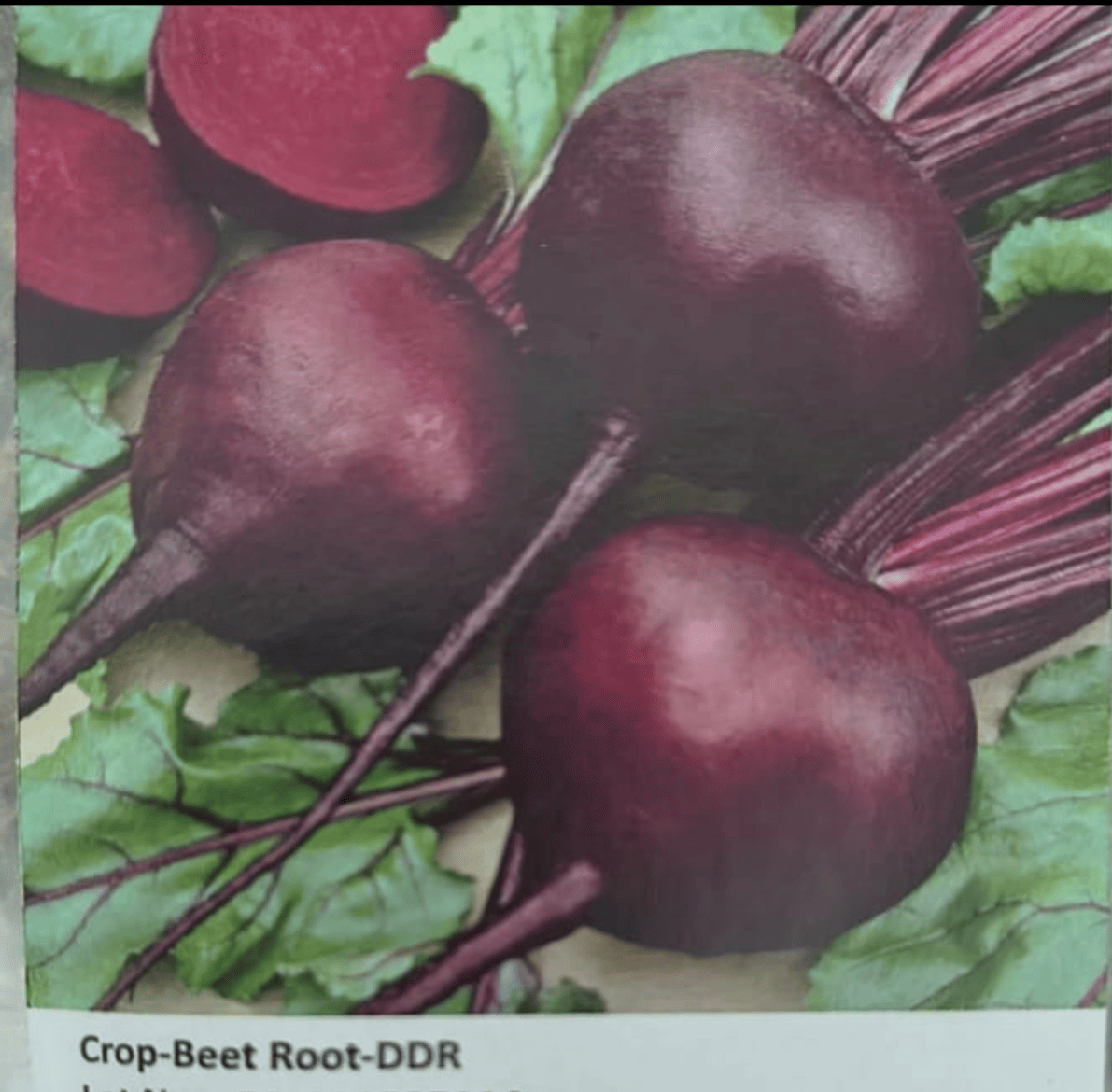 NSC Beetroot-DDR, 20gm