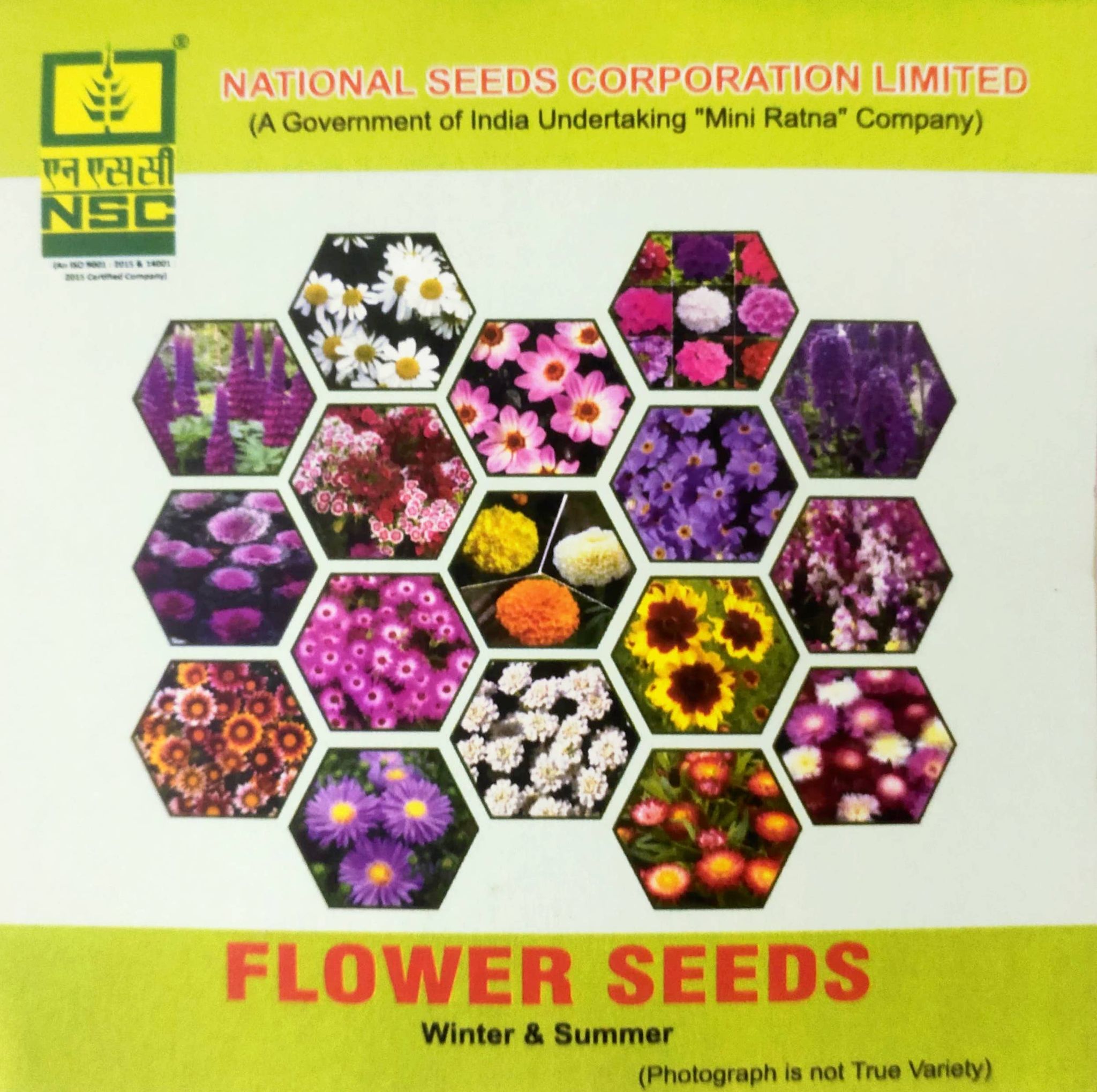 NSC Coreopsis, 1 Gram Seed Pack