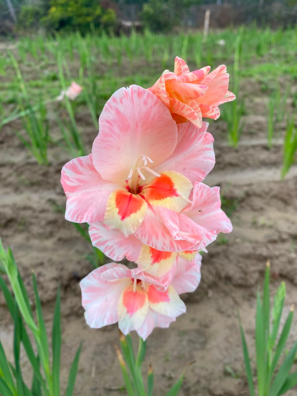 NSC Gladiolus Gunjan Flower Corms -2 in No.