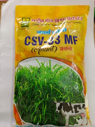 NSC FORAGE SORGHUM CSV-33 MF ANANT ,T/L SEEDS 500 GM PACKET