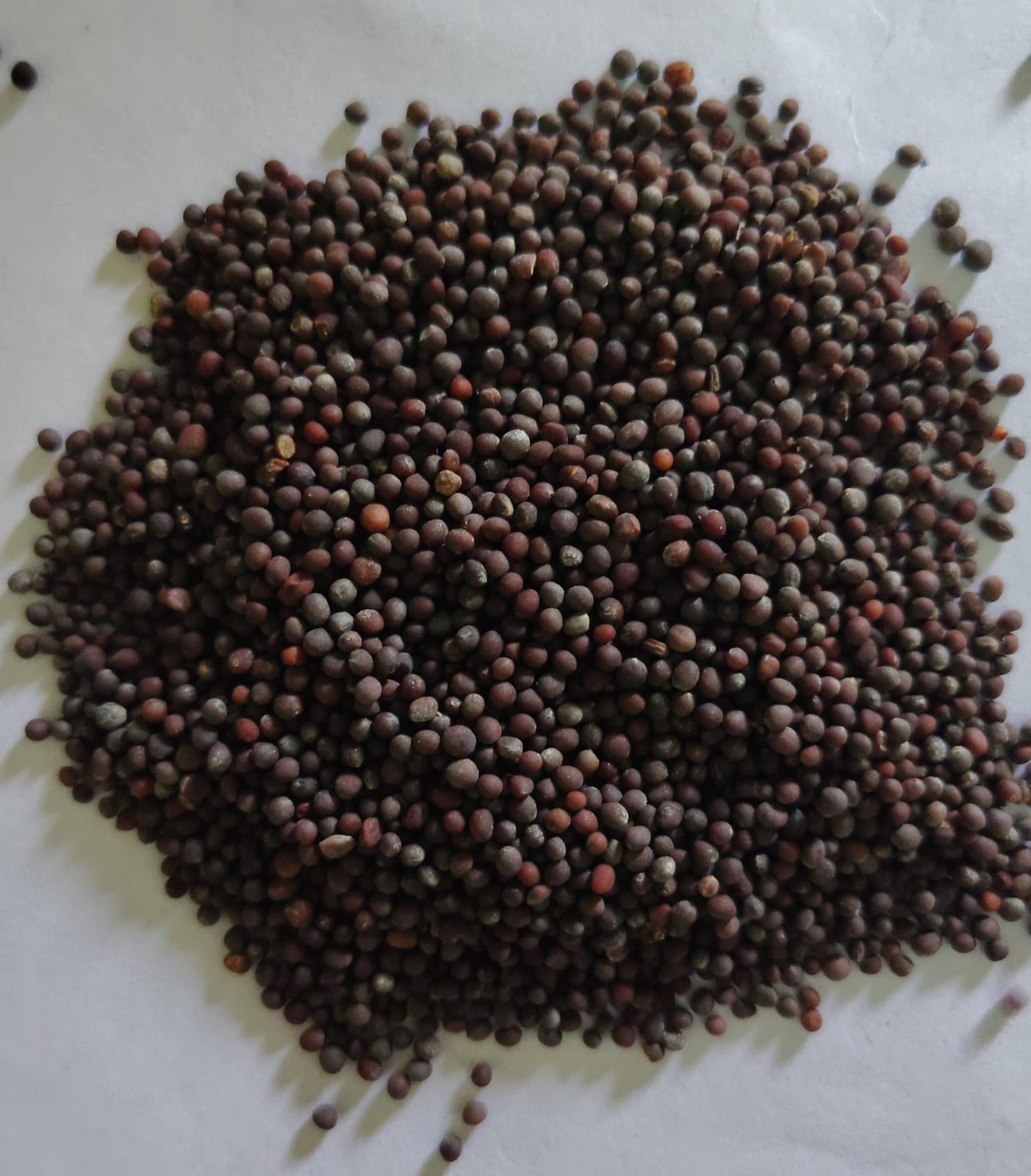 NSC Mustard/ RH 1706 CS - 2Kgs