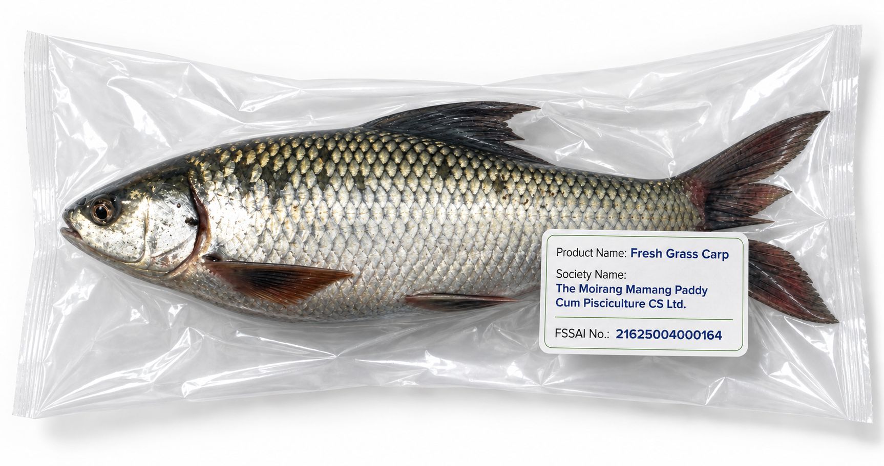 Fresh Grass Carp Whole Fish