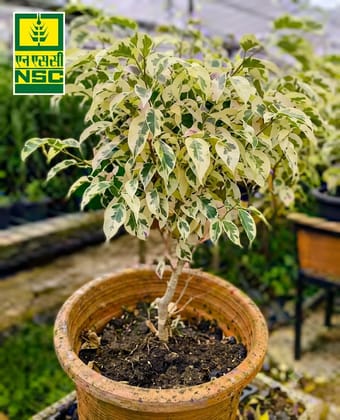 NSC Mini Ficus benjamina Starlight Plant
