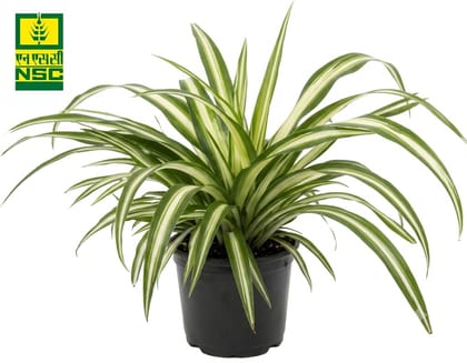 NSC Mini Spider Plant