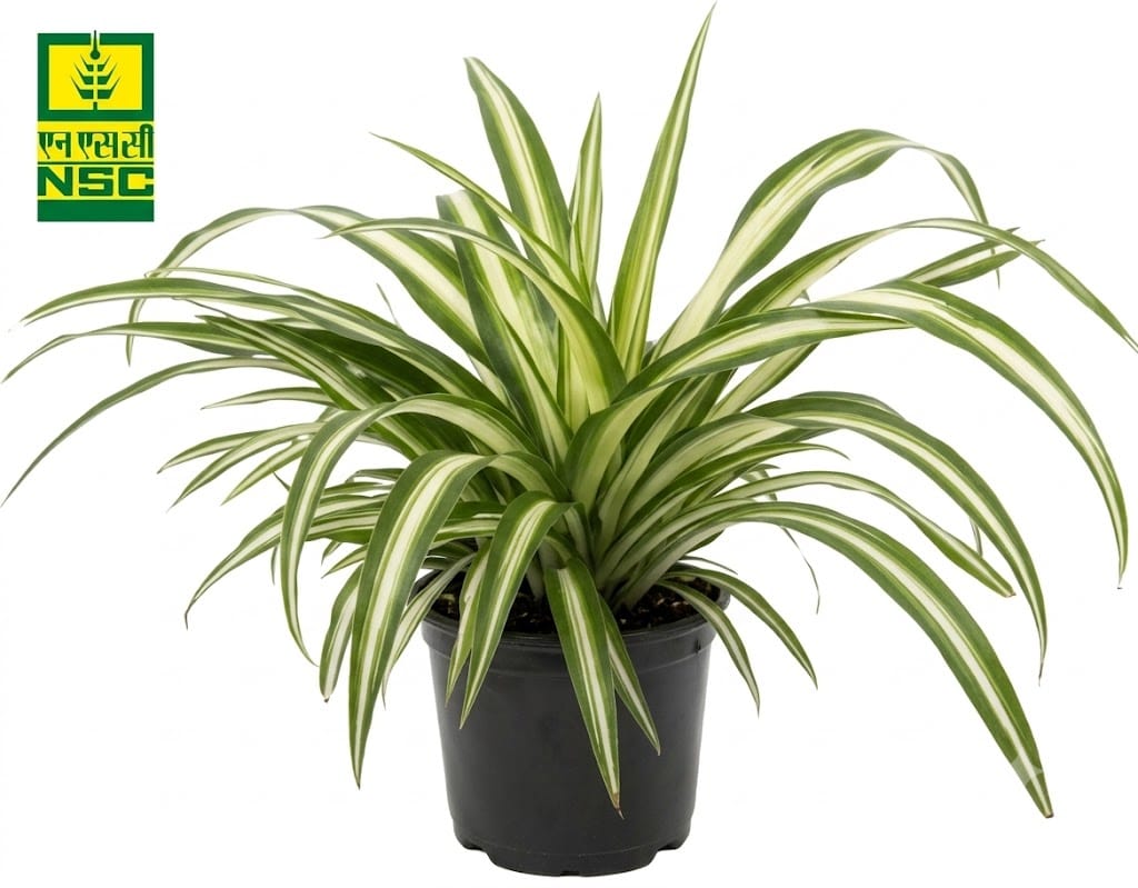 NSC Mini Spider Plant