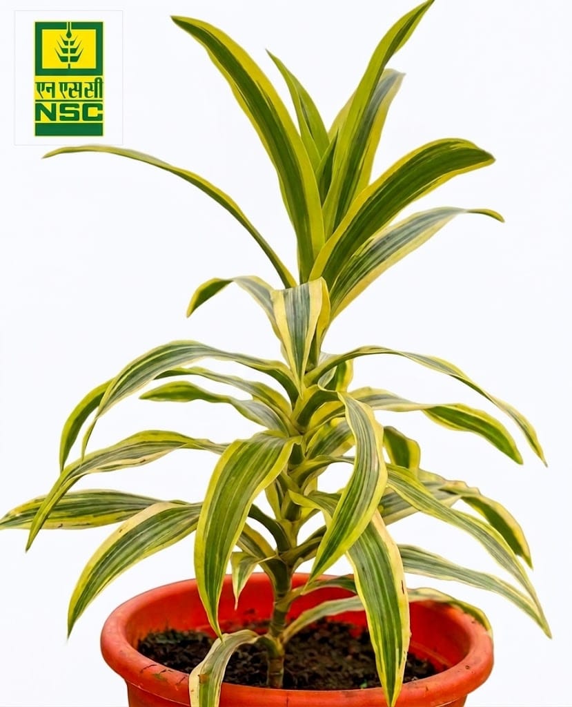 NSC Mini Dracaena Plant