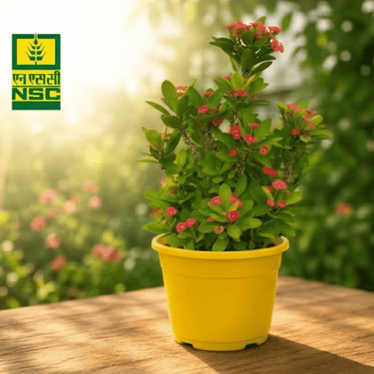 NSC Mini Crown of Thorns