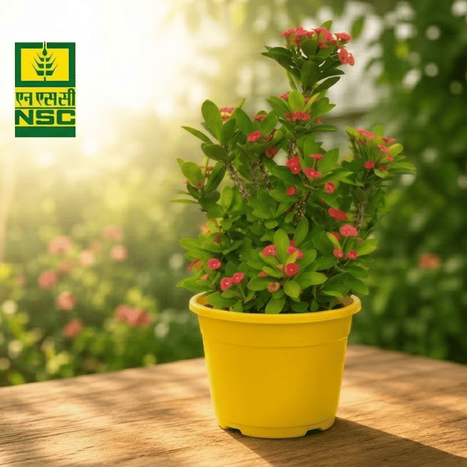 NSC Mini Crown of Thorns