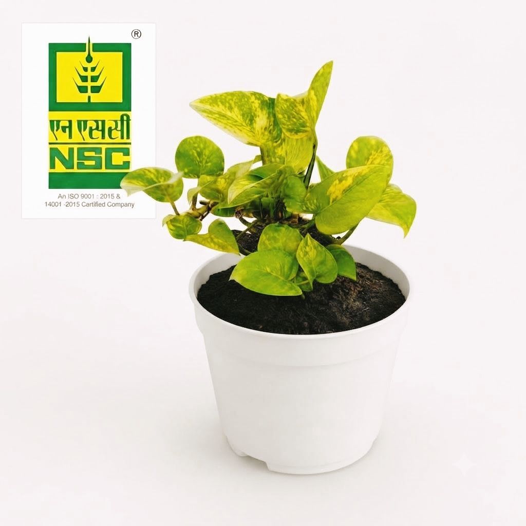 NSC Money Plant