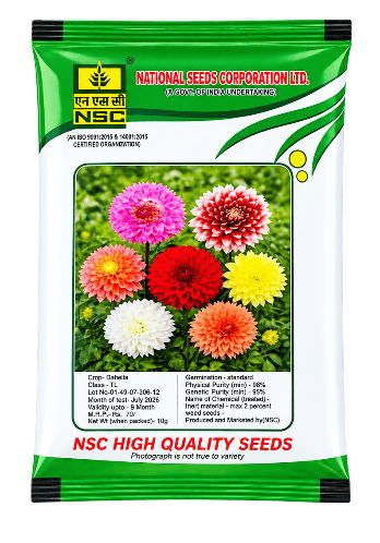 NSC Dahlia High Quality Seeds (10g)(top star mix)