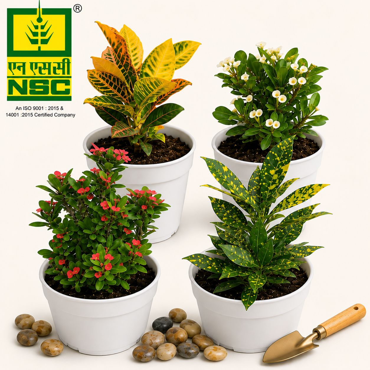 NSC Combo of 4 plant Set (Croton-2/Crown of Thorns-Red & White) 