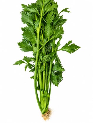 Celery