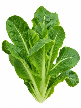 Romaine Lettuce 