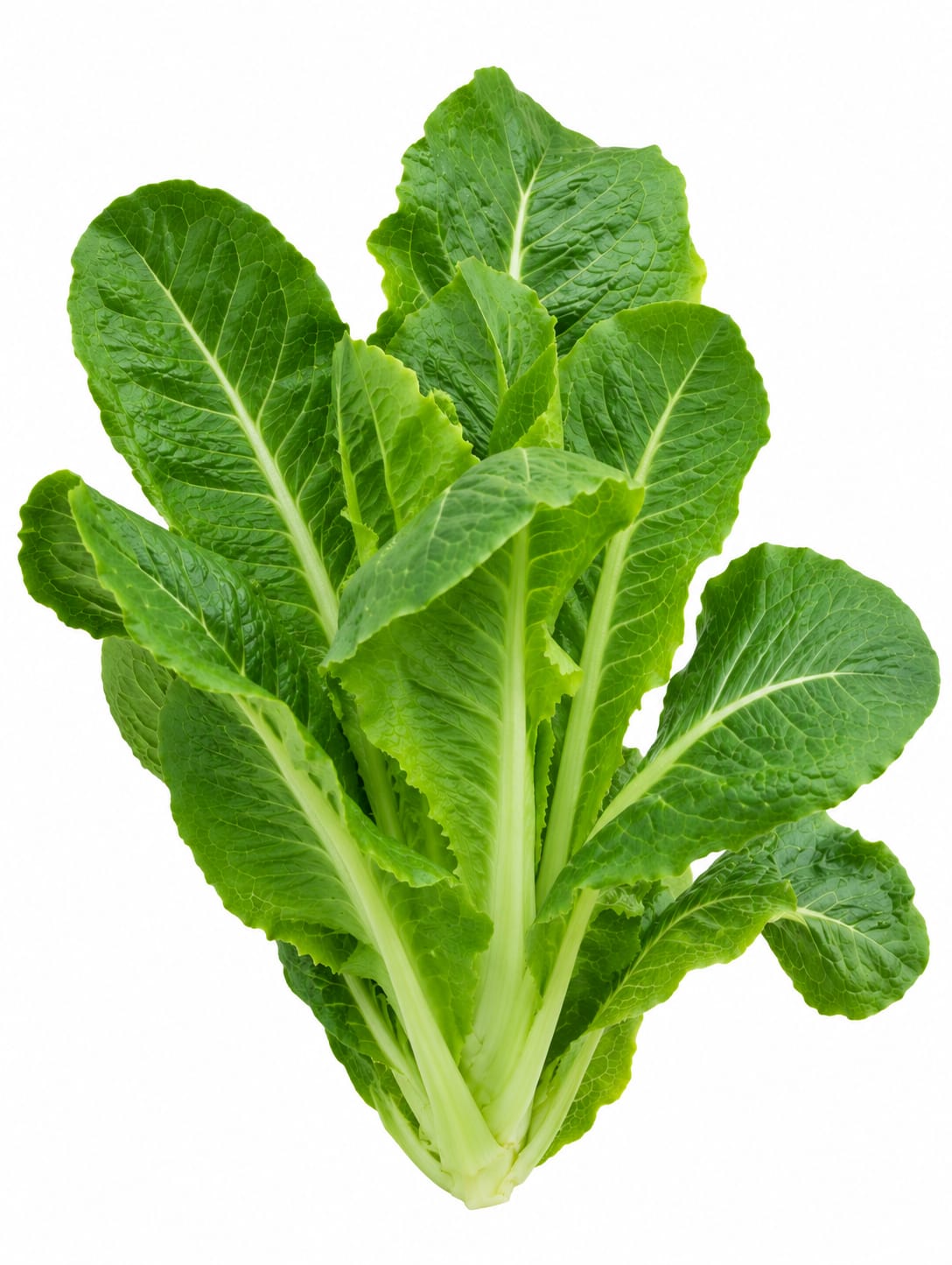 Romaine Lettuce 