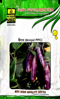 NSC BRINJAL VARIETY PUSA PURPLE CLUSTER (PPC) HIGH QUALITY TL SEEDS 100 GMS POUCH