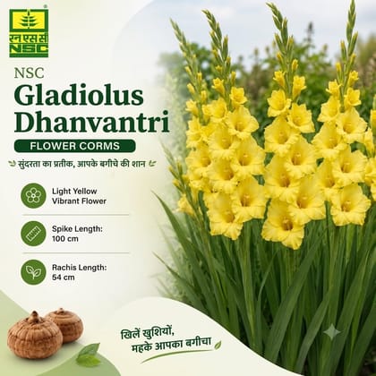 Nsc Gladiolus Dhanvantri Flower Corms -2 in No.