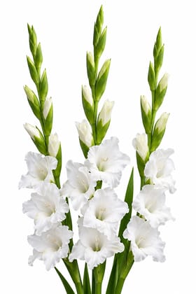 NSC Gladiolus Variety Pusa Kiran - 2 No. of Corms