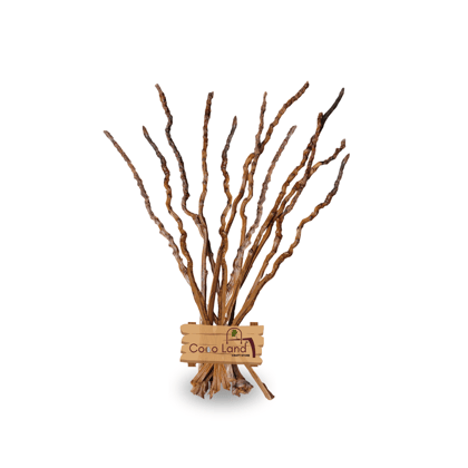 Cocoland Coconut BUNCH STEM Varnished (Pack of 12) | Natural Dried Decorative Stems for Crafts & Home Décor | Handpicked Coconut Flower Bunch Stem | Eco-Friendly Rustic Craft Material for DIY Art, Floral Arrangements & Traditional Decoration Cocoland Coconut BUNCH STEM Varnished (Pack of 12) | Natural Dried Decorative Stems for Crafts & Home Décor | Handpicked Coconut Flower Bunch Stem | Eco-Friendly Rustic Craft Material for DIY Art, Floral Arrangements & Traditional Decoration